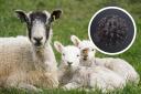Stock images - the disease affects animals such as sheep