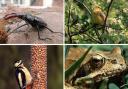 Biodiversity - (Clockwise) the stag beetle, the Yellow Hammer bird, a frog, and a woodpecker