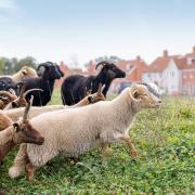 Flock - rare breed sheep at Manningtree Park