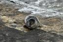 Rescued - A grey seal has been rescued after being attacked with stones in Harwich