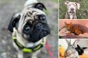 Can you give any of these Essex RSPCA pets a home?