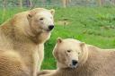 Adorable - Flocke, 16, and Tala, four, have joined Jimmy's Farm and Wildlife Park
