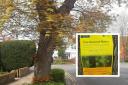 'Absurd': Frustration as yet another 'precious' Southend tree faces chop
