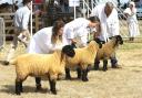 The sheep show at last year's Tendring Show