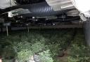 Discovery - Police officers discover a massive cannabis plantation after reports of a smell coming from a Harwich property