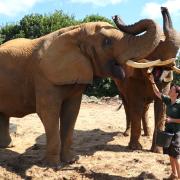 Dedicated - Claire Bennett has cared for Colchester Zoo's elephants for almost 20 years and has loved every second Picture: Colchester Zoo