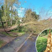 Cleared - Residents in Bradfield helped Essex police clear a fallen tree from the road
