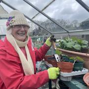 Active - CVST volunteer Carole Hewitt helps at the Dovercourt allotment which she said helps her keep active