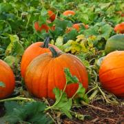 Pumpkin patch opening in East Bergholt
