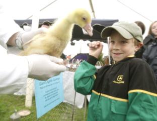 steve brading
14-07-12
The Tendring Show in Manningtree.
Ben Franks, 7, not sure about a 'Giant Lewarth Gosling'