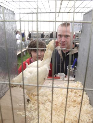 steve brading
14-07-12
The Tendring Show in Manningtree.
(from left)Tyler Baker and James Guilder looking at the Hard Feather Poultry