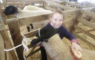 steve brading
14-07-12
The Tendring Show in Manningtree.
Naryce Anderson, 10, with Suffolk Sheep getting a groom