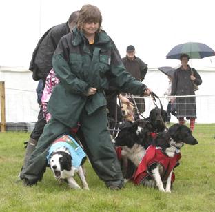 steve brading
14-07-12
The Tendring Show in Manningtree.
Tailwaggers dog agility display with olympic theme