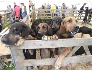 steve brading
14-07-12
The Tendring Show in Manningtree.
East Anglian blood hounds
