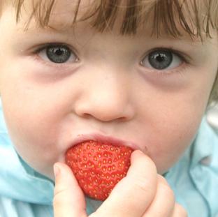 steve brading
14-07-12
The Tendring Show in Manningtree.
Neave Cassidy, 2, enjoing a fresh strawberry in the food tent