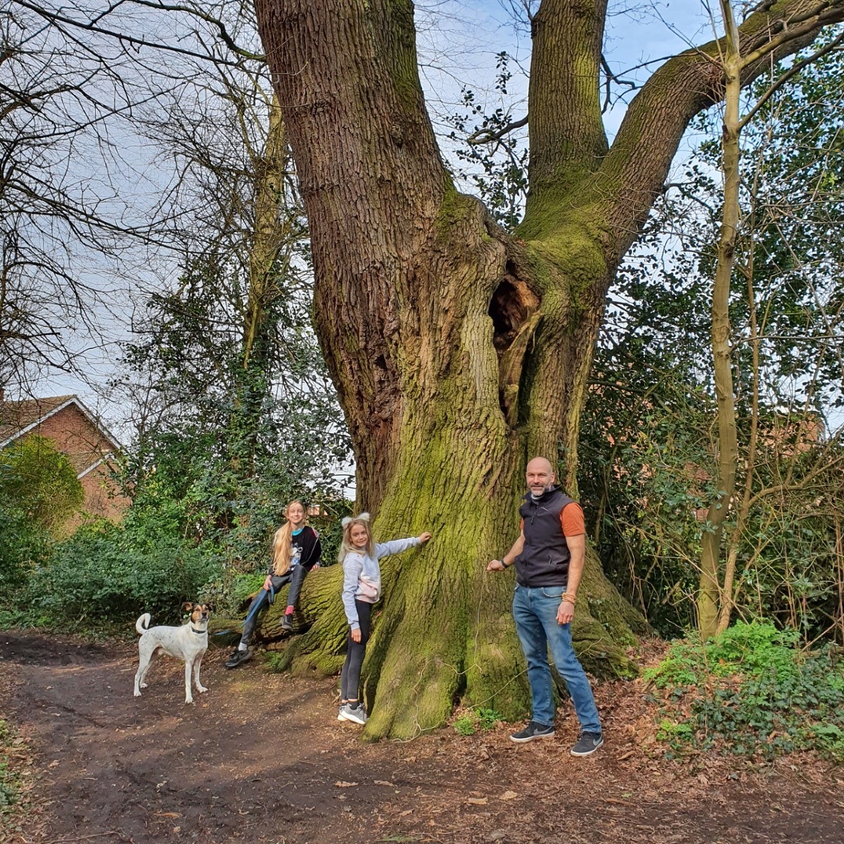 The Cranston family had a wonderful time measuring up a massive oak along the path where they walk their dog