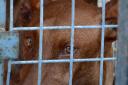 New figures reveal hotspots for animal cruelty in the region