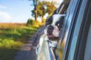 Highway Code: UK drivers could face £5,000 fine for driving with dog in the car. (Canva)