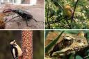 Biodiversity - (Clockwise) the stag beetle, the Yellow Hammer bird, a frog, and a woodpecker