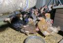 Saved - These hens were given a new home on the day.
