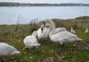Concerning - WeCare Wildlife Rescue Centre is worried about swans in Mistley