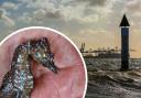 Fisherman's outstanding discovery as rare seahorse is found off north Essex coastline