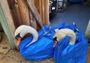 Rescued - Two swans were rescued by the WeCare Wildlife rescue centre