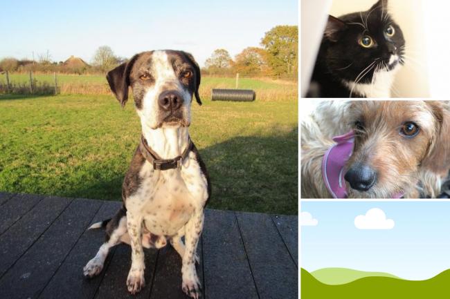 There are a few pets from the RSPCA in Essex and Danaher Animal Home who are looking for adopters (RSPCA/Danaher Animal Home)