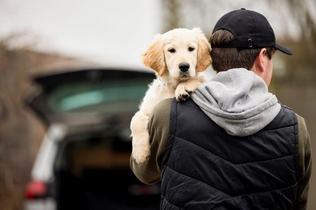 Concern over pet thefts - stock image. Credit: Daisy Daisy/Shutterstock