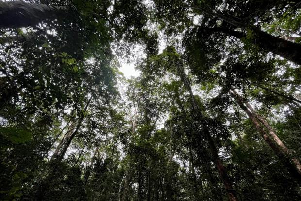Forest in Gabon
