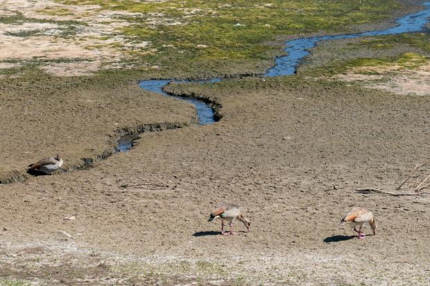 A dried up Hanningfield Reservoir in Essex as drought is declared in East of England (PA)