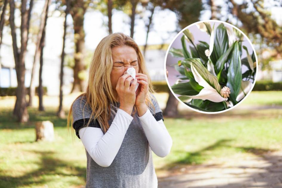 7 of the best houseplants that can reduce your hay fever symptoms