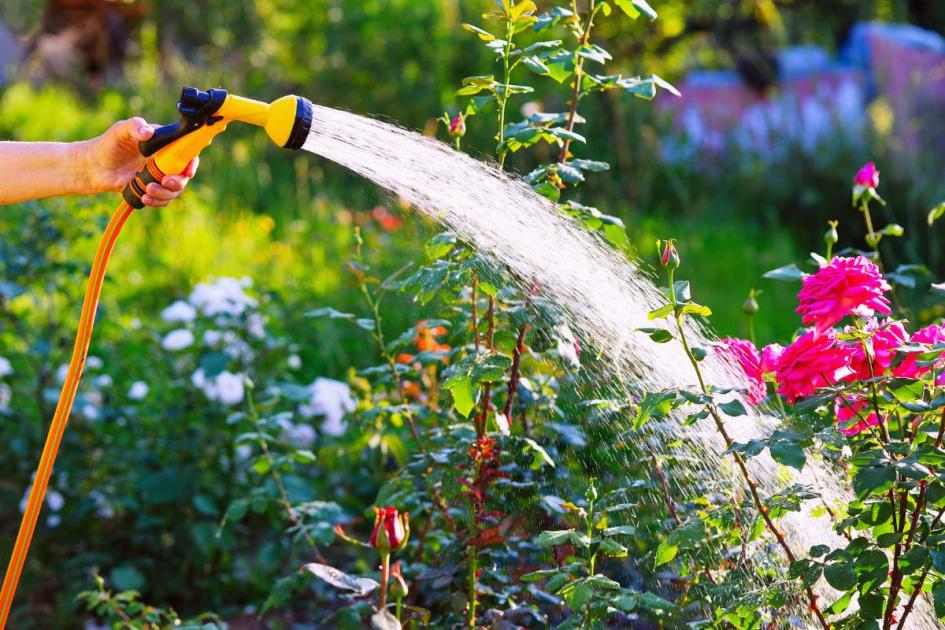5 cheap tips to prepare for a hosepipe ban this summer