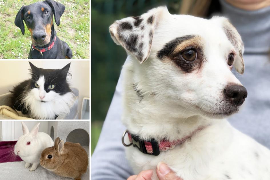 RSPCA Essex: 5 animals who are looking for new homes