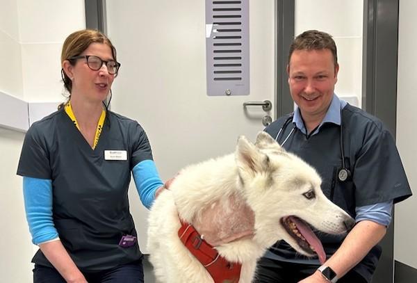 Basildon vets save Husky after using pioneering procedure