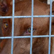 New figures reveal hotspots for animal cruelty in the region
