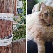 Toby has been missing since early July