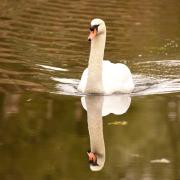 A mute swan swimming across a lake