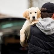 Concern over pet thefts - stock image. Credit: Daisy Daisy/Shutterstock