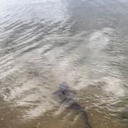 The shark was spotted close to shore