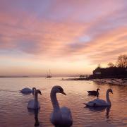 Scenery - A great picture of swans with a nice background. Picture: Jonathan Stow