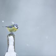 Beautiful - Blue Tit in the snow. Photo by Ben Andrew