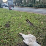 Killed - The swan was found dead after being reported on in the early hours of January 28.