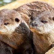 The otters were seen in the park before enjoying a swim alongside the river