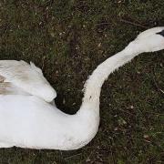 Tragic - One of the swans killed along The Walls in Mistley following a crash