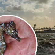 Fisherman's outstanding discovery as rare seahorse is found off north Essex coastline