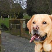 Dad slams dog owners after poo is found on children's graves in Dovercourt Cemetery