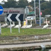 Roundabout - Charlie saw the swans on Friday as he was heading home