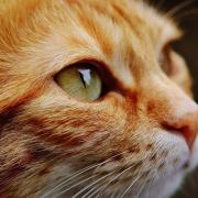Vets issues warning after cat food is recalled over potential link to fatal disease