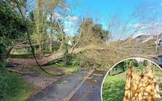 Cleared - Residents in Bradfield helped Essex police clear a fallen tree from the road
